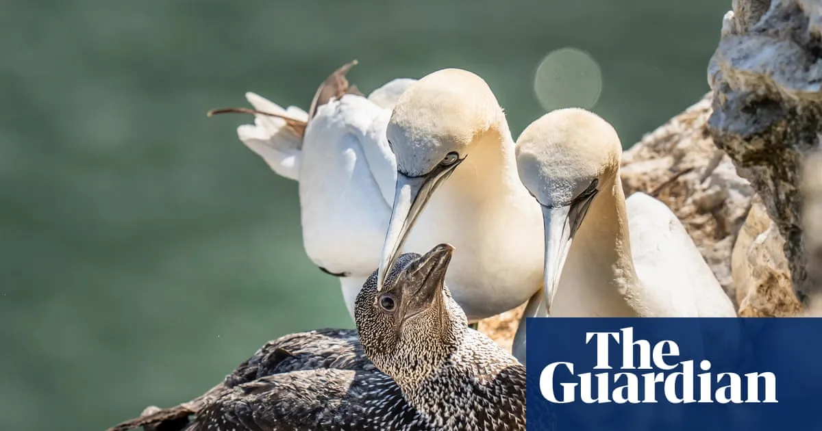 Scottish seabird hunt cancelled for first time in 400 years