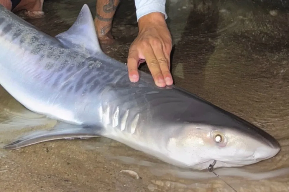 Tropical shark caught off Massachusetts could be sign of warming waters