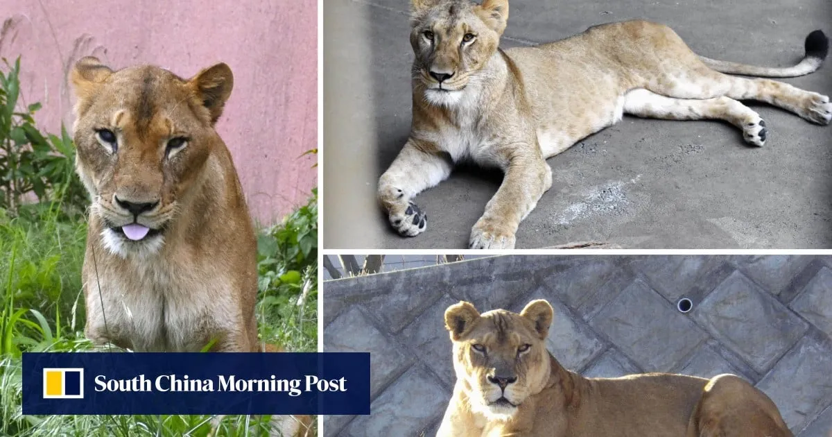 3 lions perish at Tokyo zoo as Japan bakes in ‘cruelly hot’ summer