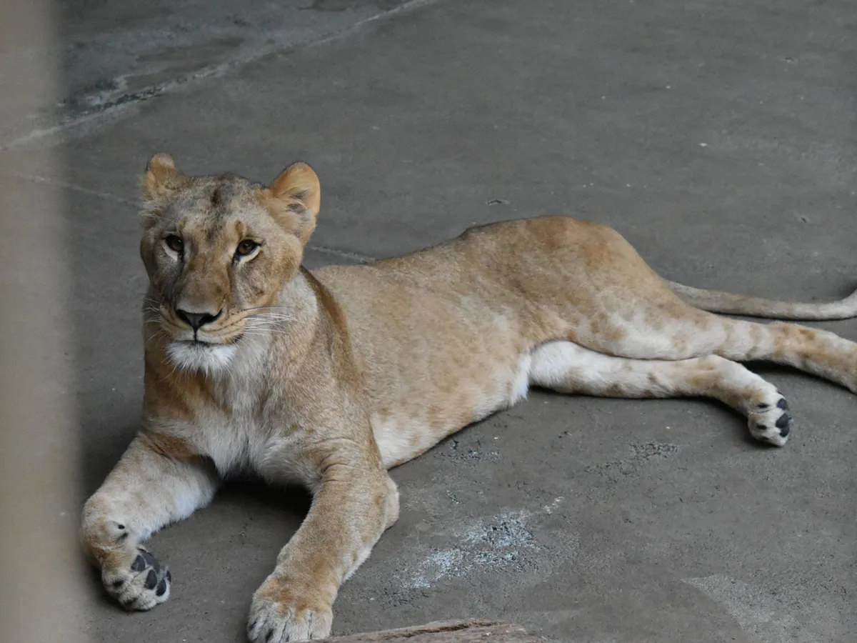 Three lions die in Tokyo zoo as heatwave scorches East Asia