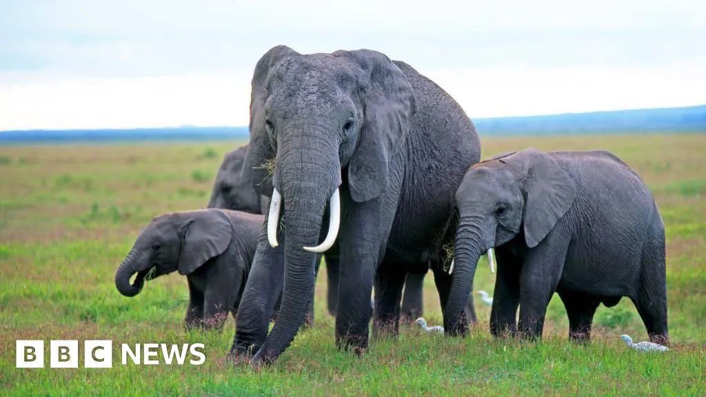 Mysterious elephant deaths in Kenya raise questions around pesticides