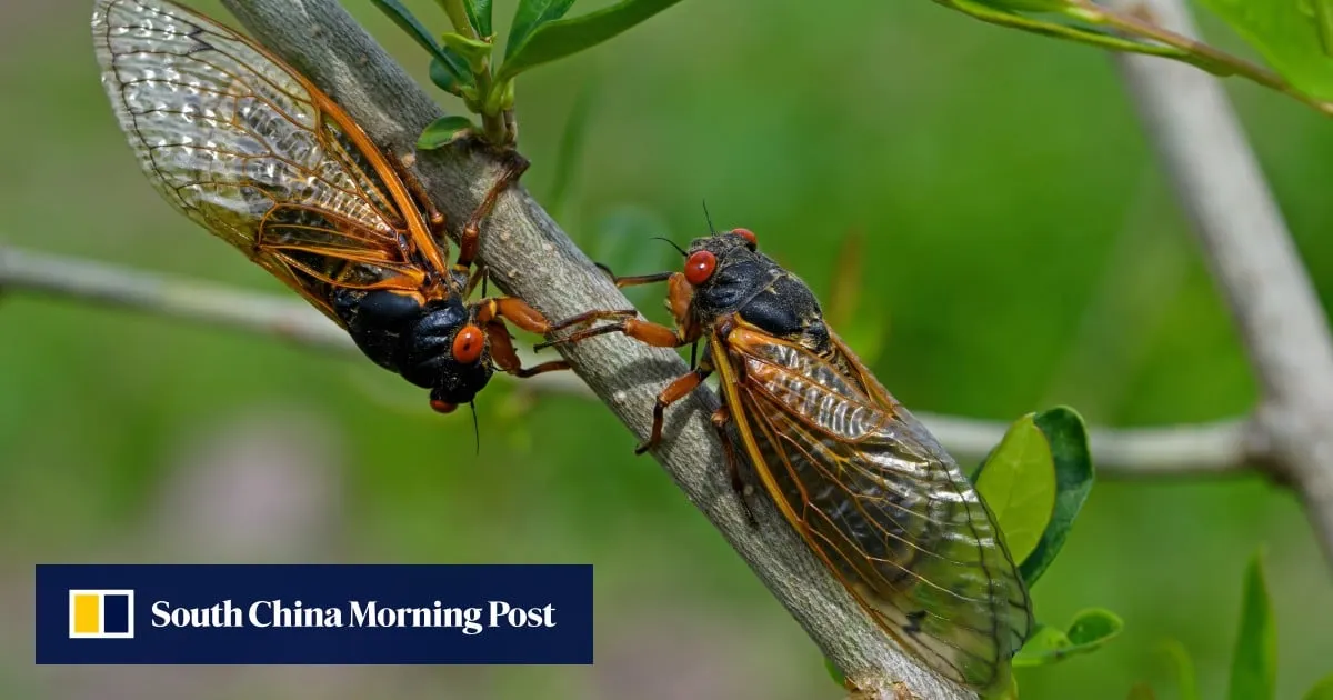 Chinese student suffers temporary hearing loss after 4 hours of cicada noise while camping
