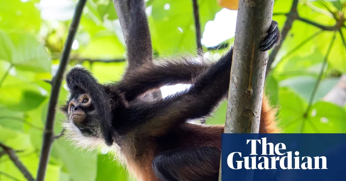 Two US men charged for allegedly using snakes, a lemur and a monkey for exotic photoshoots