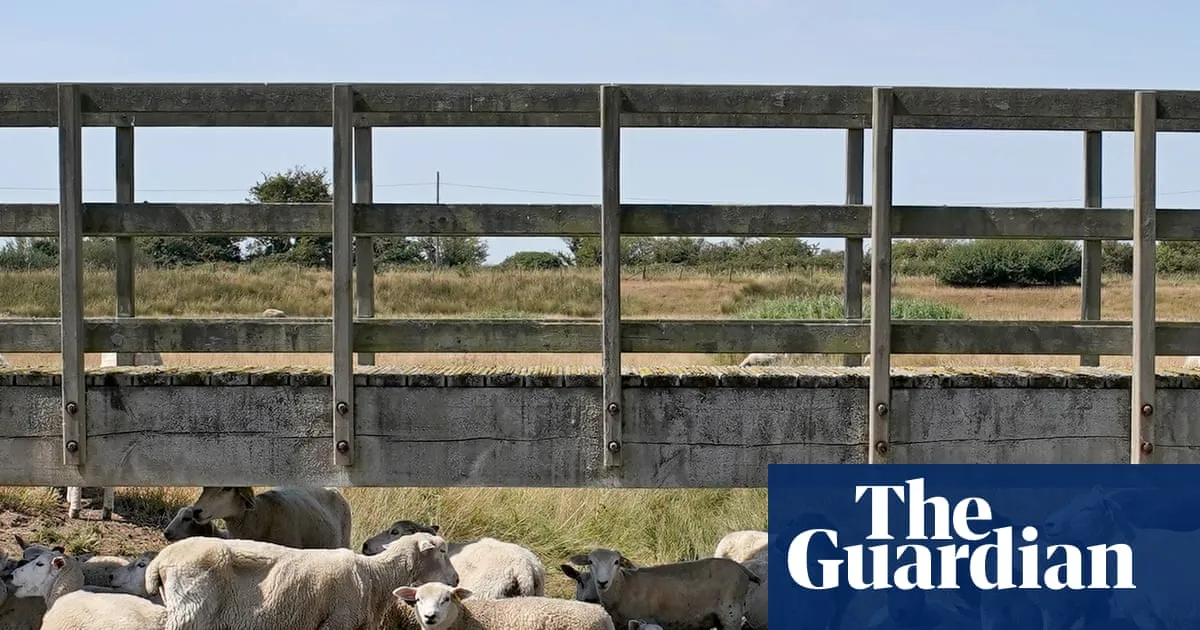 ‘Alarming’ surge in bluetongue disease among UK sheep