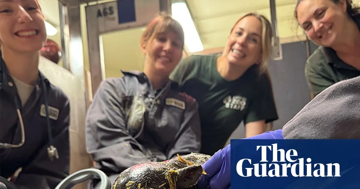 Toronto zoo announces birth of pygmy hippo calf, third for mother Kindia