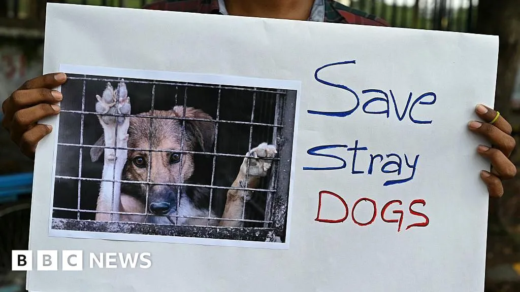 Indian state investigates killings of hundreds of stray dogs