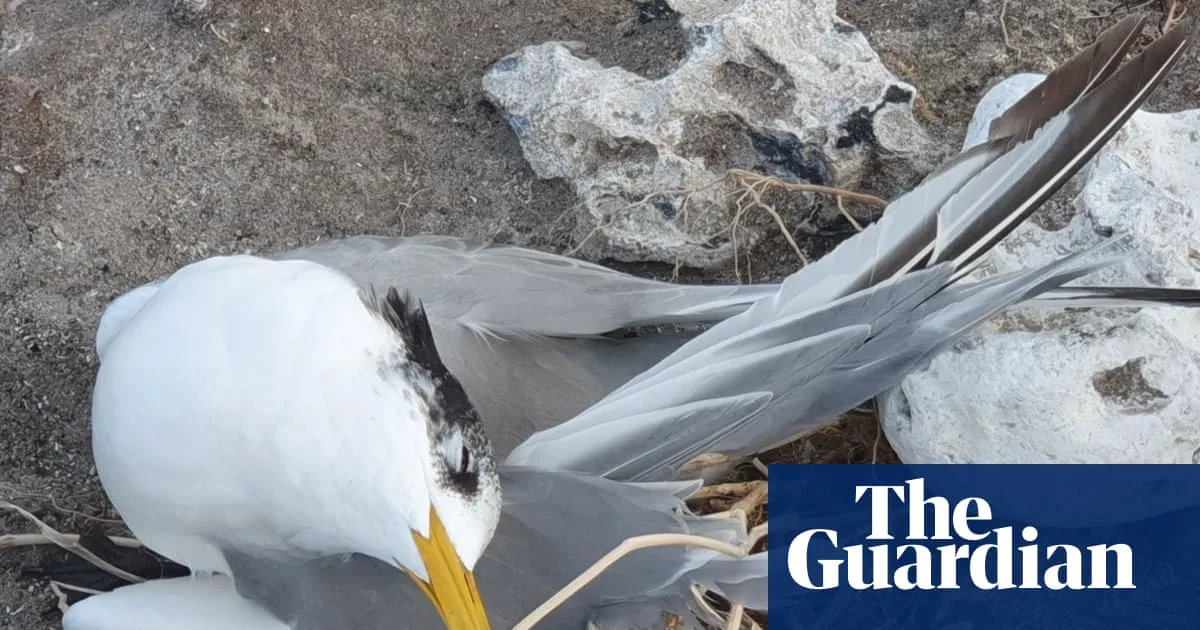 ‘We expected it, but now it’s here’: on the frontline of Australia’s bird flu outbreak, people are distressed