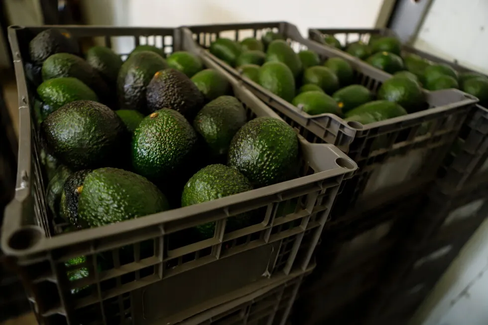 Why Mexican avocado exports to the US have once again been stopped